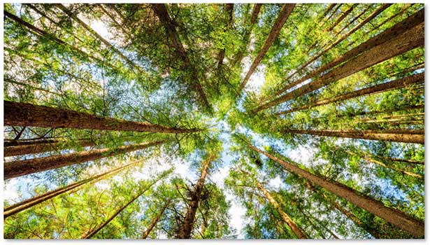 Use wood as a renewable raw material